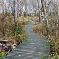 Daniel Webster Autumn III