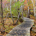 Daniel Webster Autumn VII