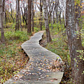 Daniel Webster Autumn XII