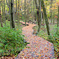 Wandering Through