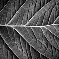 Natures Network