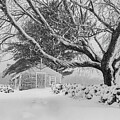 Winter Tranquility